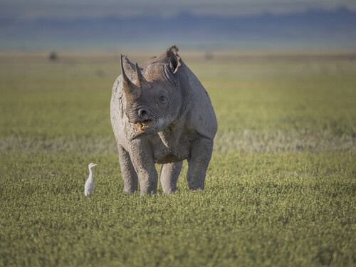 Rhinoceros and white birds on the grassy Ngorongoro Crater floor