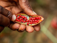 Hands holding an open annatto pod filled with bright red seeds on a Zanzibar spice tour